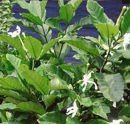 SANANGA :: Centrumserafin